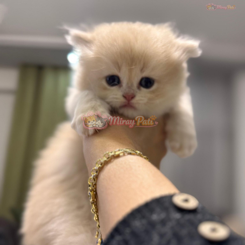 British Shorthair Blue Golden Cy12-Ay12-9