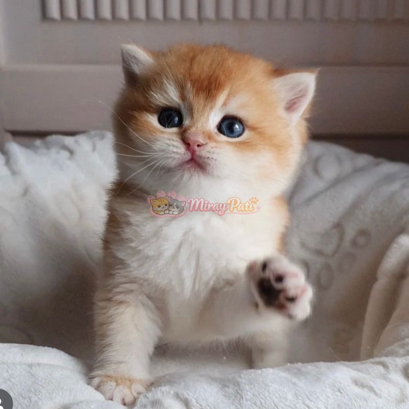 British Shorthair Golden Shell Ny12-5