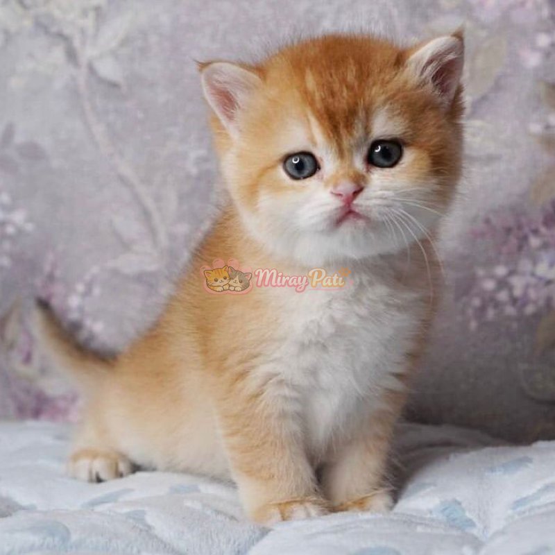 Britsih Shorthair Golden Shaded Ny12-7
